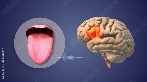 Speech Muscle Control Linked to Broca’s Area