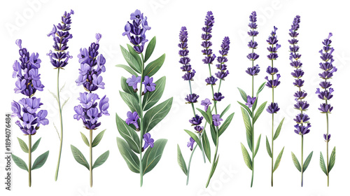 Collection of various lavender sprigs and green stems in illustration style. Botanical floral clipart element isolated on a transparent background for aromatherapy and organic branding.