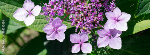 Pink Hydrangea Flowers With Purple Clusters in a Lush Garden Setting
