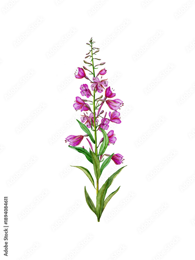 Obraz premium Watercolor Botanical Illustration of Fireweed