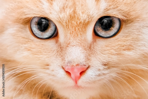 Εκτύπωση καμβά Close-up portrait of a blue-eyed ginger cat