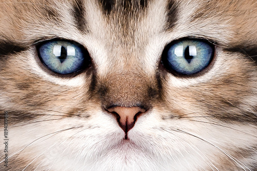 Photos Close-up portrait of a blue-eyed cat