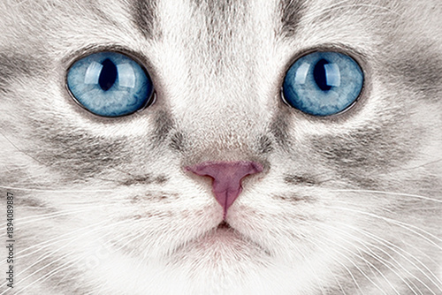 Tableau sur toile Close-up portrait of a blue-eyed cat