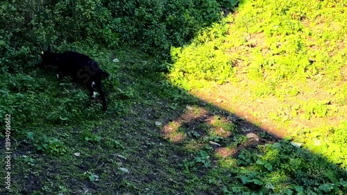 Wallpaper Mural goats in the meadow Torontodigital.ca