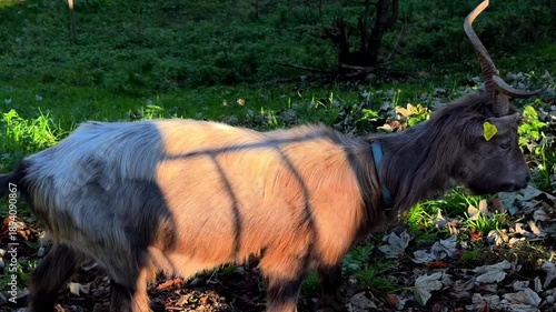 Wallpaper Mural goats in the meadow Torontodigital.ca