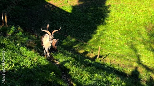 Wallpaper Mural goats in the meadow Torontodigital.ca
