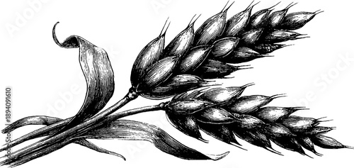 Vintage 19th century botanical study of oat ears engraving for art prints and design