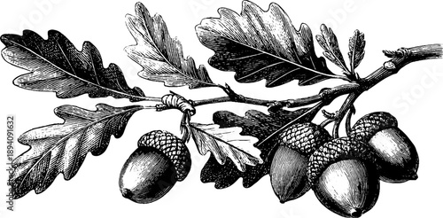 Vintage botanical oak tree branch with leaves and acorns engraving