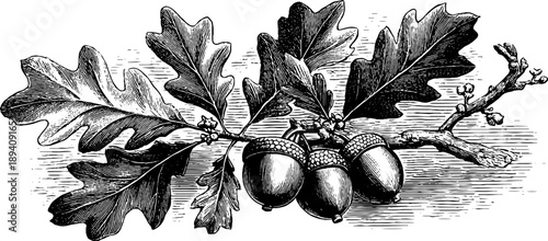 Vintage botanical sketch of oak tree branch with leaves and acorns for nature illustrations