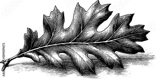 Detailed botanical engraving of oak leaf venation from the 19th century for vintage design
