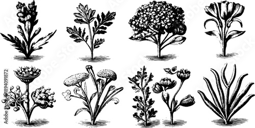 Vintage botanical engravings of heraldic plant ornaments for design