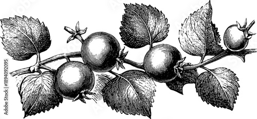 Mustard seed pods botanical study in vintage engraving style for natural design