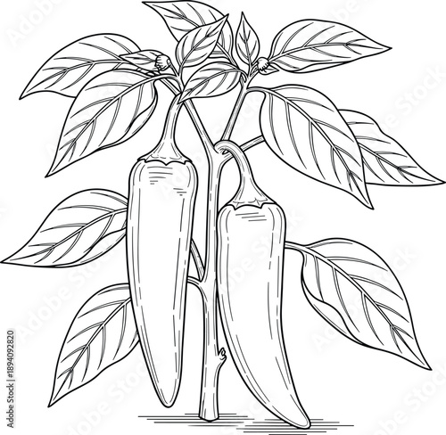 Hand Drawn Chili Pepper Plant Illustration Featuring Detailed Hot Peppers and Leaves in Elegant Black and White Line Art for Spicy Food Healthy Cooking Garden and Botanical Design Projects
