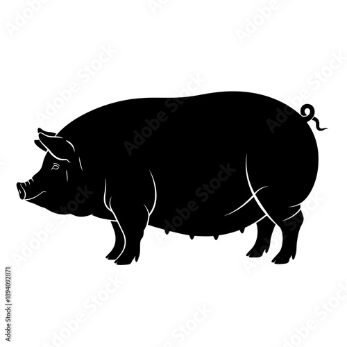 vector illustration of a pig