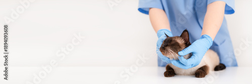 Wallpaper Mural Veterinarian's hands in blue gloves holding cat Torontodigital.ca