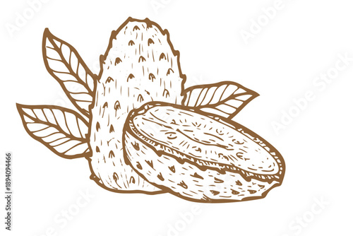 Guanabana fruit. Annona muricata. Vector line art drawng isolated. Tropical fruit whole and halves with leaves outline for food design.