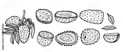 Set of sourcop fruit. Vector illustration isolated. Ink drawing sketch in vintage linear style. Guanabana outline set. Graviola fruit food collection. Soursop with leaves and slices.