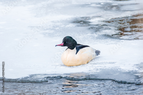 Merganser (Mergus merganser) male large water bird with black and white plumage and a red beak, the animal sits on white ice on a frozen river on a cold winter day.