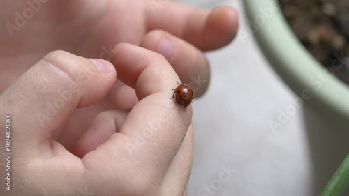 Child carefully examines ladybug on fingers during outdoor play. Gentle interaction with insect highlights curiosity, learning, nature respect and peaceful spring moment. Child hand holding ladybug
