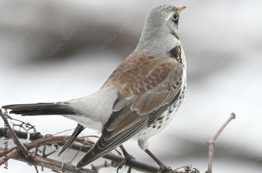 Fototapeta premium thrush on a grape vine in winter