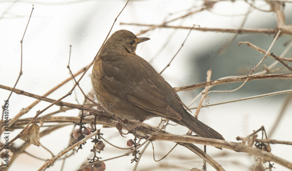 Fototapeta premium thrush on a grape vine in winter
