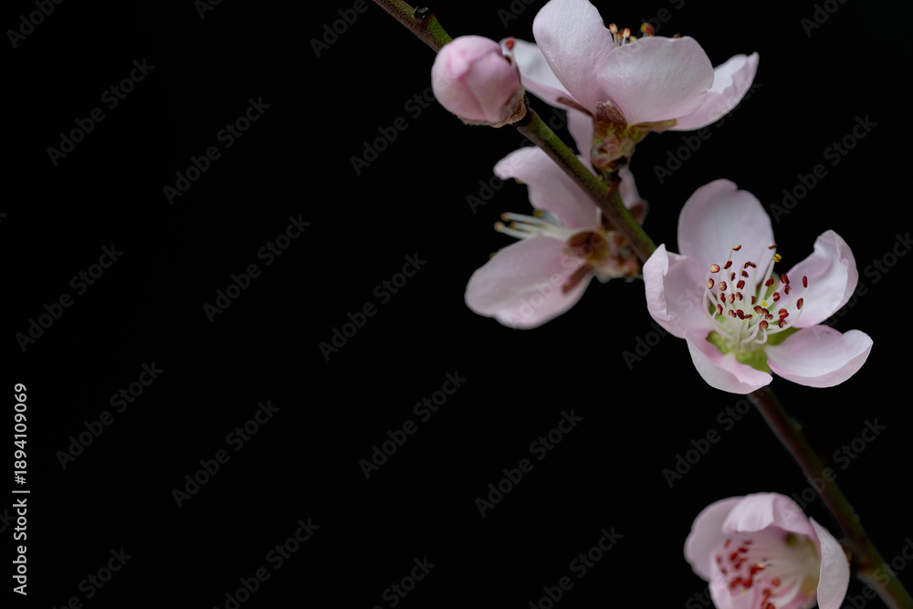 Naklejka premium Sakura branch isolated