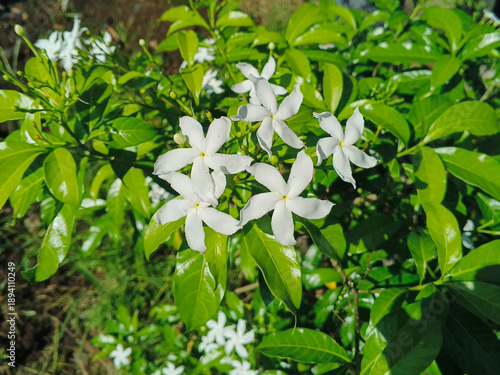 White pinwheel flower (Tabernaemontana divaricata) in bloom. For graphic design, 3D rendering and banners