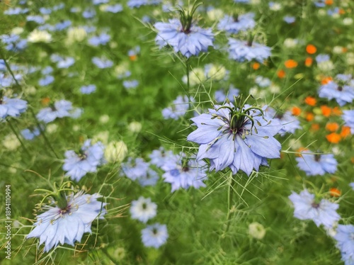 Roman Coriander (Nigella sativa) blossom, closeup