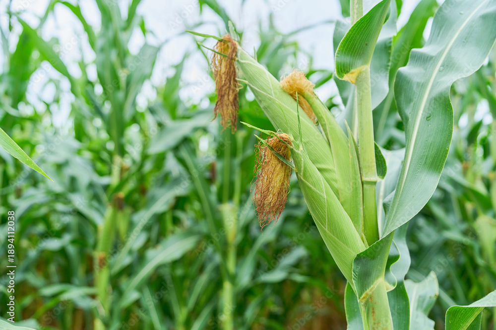 Obraz premium Cornfield in nature in the morning. Peaceful nature