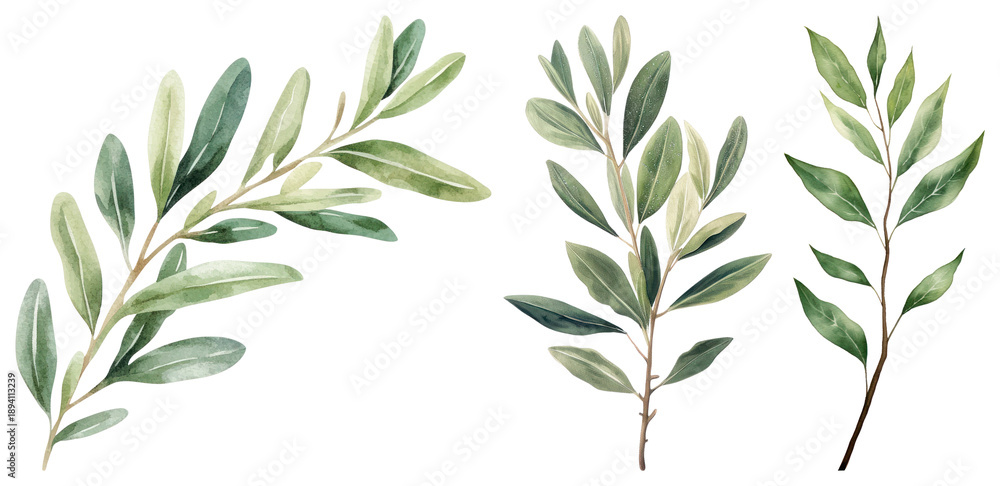 Obraz premium PNG Elegant watercolor olive branches illustration, transparent background