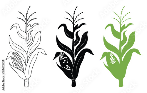 Cartoon corn stalk plant, playful clipart showing outline, silhouette and colorful versions, farm crop concept. vector