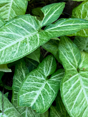 Close-up view of lush green tropical foliage with vibrant, glossy leaves and natural vein patterns. Fresh arrow-shaped leaves with light variegation create a dense botanical background.