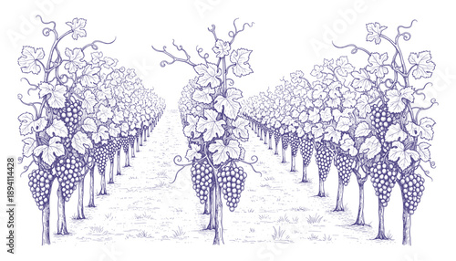 Vineyard landscape hand drawn sketch illustration, grapes growing on vineyard background