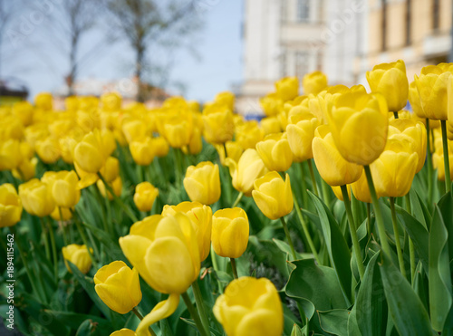 Close-up of bright yellow tulips blooming in a city flowerbed on a sunny spring day.