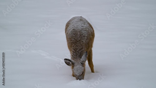 After a very heavy snow, in which over 12 inches fell, this yearling whitetail deer has to dig deep to find any food buried.  Deer in yard in Windsor in Upstate NY