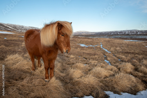 horse in winter