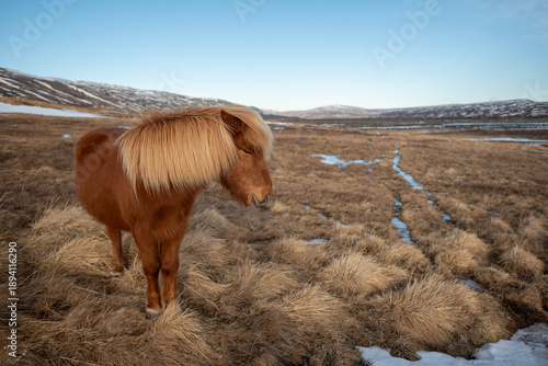 horses in the Iceland