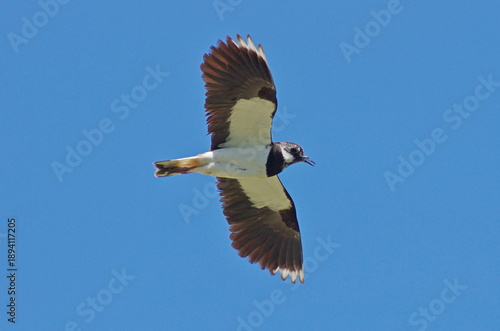 Northern Lapwing in flight