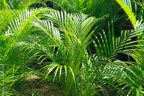 Areca Palms or Dypsis lutescens leaves are vibrant green. For graphic design, 3D rendering and banners