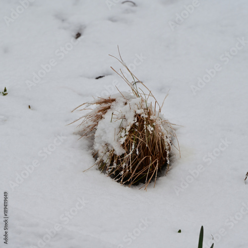grass in snow