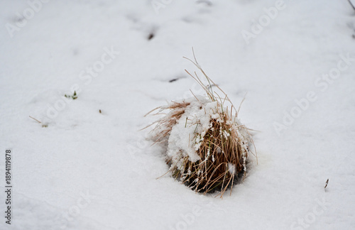 grass in snow