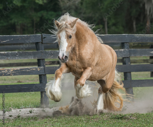 adult female palomino Gypsy Vanner Horse filly springs into run  head on in fenced  grass paddock