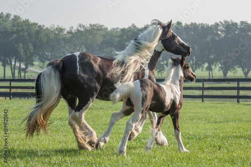 adult female Gypsy Vanner Horse mare runs with filly foal  baby in grass field
