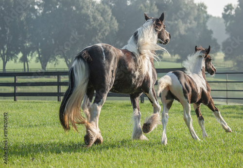 adult female Gypsy Vanner Horse mare runs with filly foal  baby in grass field
