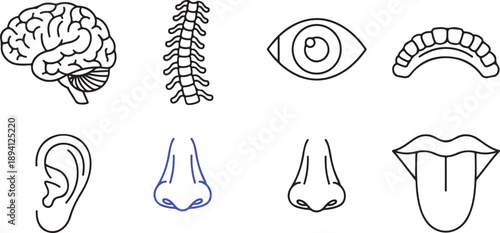 Human anatomy sensory organs