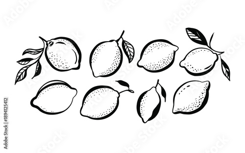 A collection of hand drawn lemons with leaves in a black and white sketch