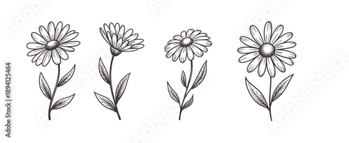 Delicate botanical illustration featuring four sketched daisy flowers with slender stems