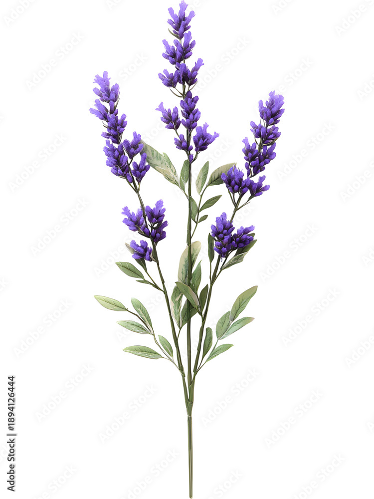 Fototapeta premium Lavender branch with multiple purple flower spikes and green foliage, natural botanical element isolated on transparent background.