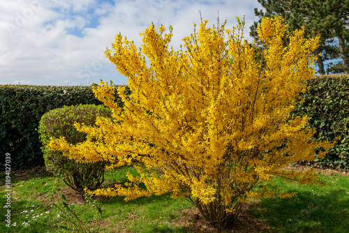 Quadro em tela Blooming yellow flowers on ornamental bush in garden setting