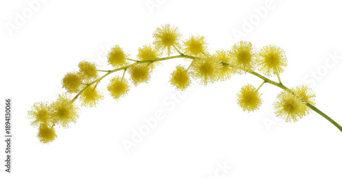 Tableau sur toile Mimosa branch, acacia blossoming, Acacia dealbata, isolated on white background,